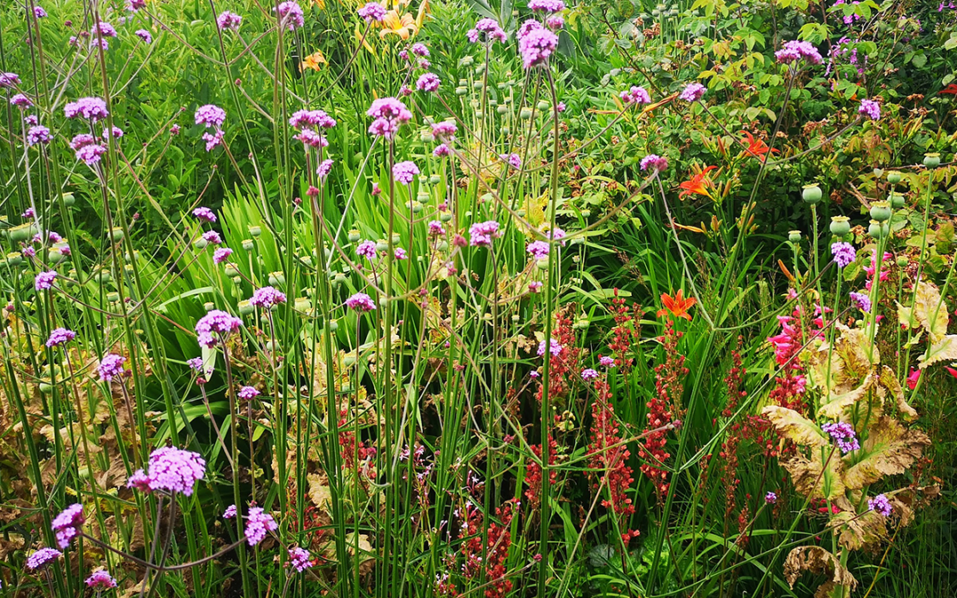 Sustainable Planting & Meadows 